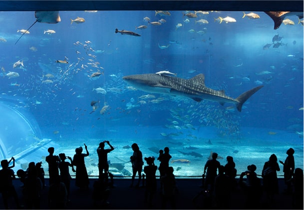 沖縄美ら海水族館